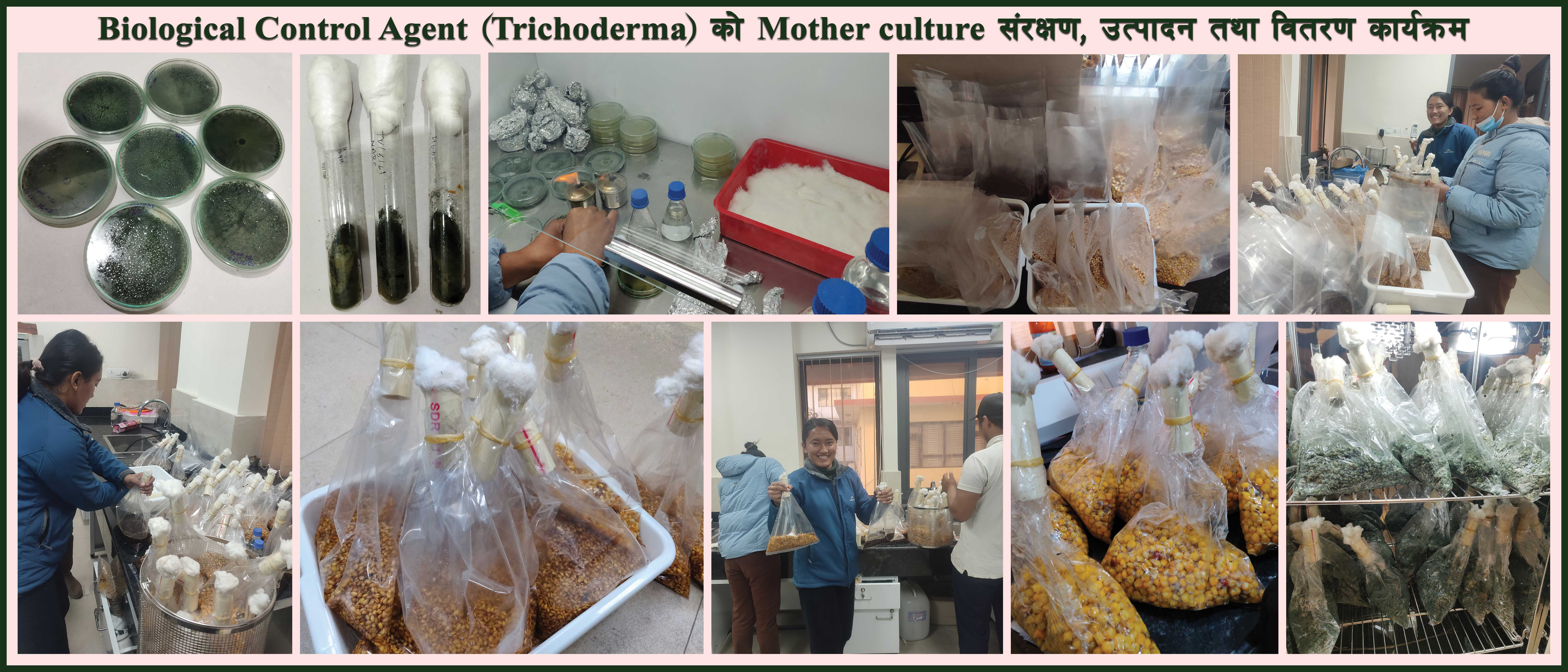 Biological Control Agent (Trichoderma) को Mother culture संरक्षण, उत्पादन तथा वितरण कार्यक्रम